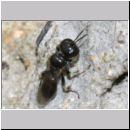 Crossocerus ovalis - Grabwespe w01a 5mm - OS-Hasbergen-Lehmhuegel - det.jpg